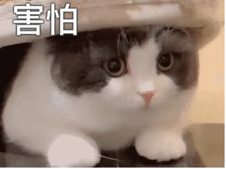 猫咪gif
