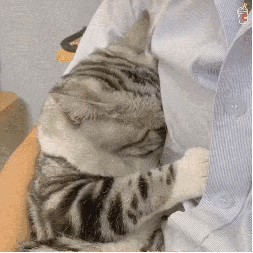 猫咪gif