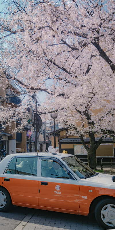 樱花樱花想见你 微博@overwater