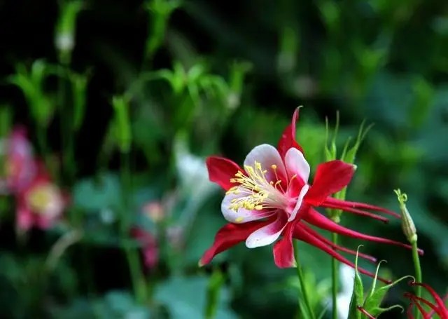 貓爪花
貓爪花學名“耬斗菜”，它生性強健、長勢茂盛，它栽種容易、養(yǎng)護簡單，它葉色翠綠、四季常青，它花形別致、花色多樣，它花開璀璨、花期極長，而且它十分耐寒，是我國中西部地區(qū)、東北地區(qū)十分常見的觀賞花卉。