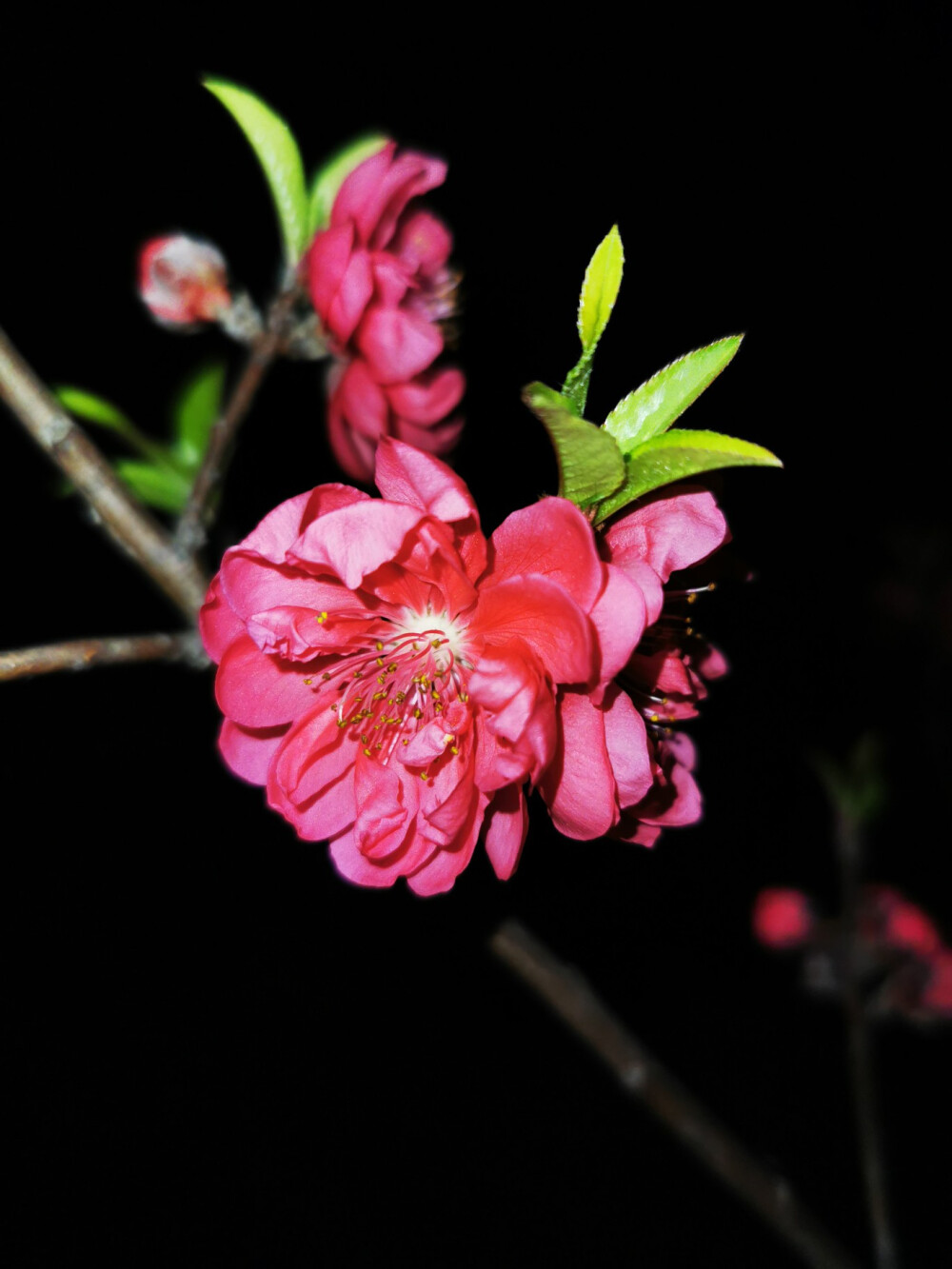 桃花，春天，景色，唯美，暖春，花开