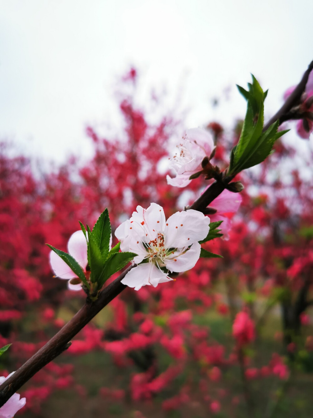 桃花，春天，景色，唯美，暖春，花开