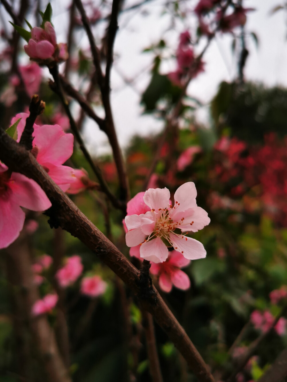 桃花，春天，景色，唯美，暖春，花开