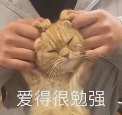 猫猫表情包