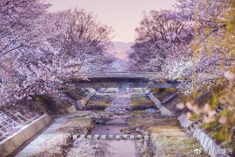 樱花树下