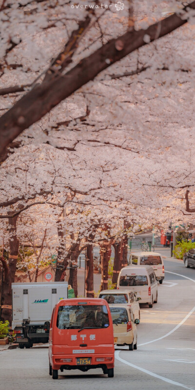 樱花背景