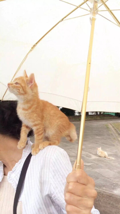 /真人壁纸
关注“伊雯宝贝”，日常更新头像、背景图、壁纸