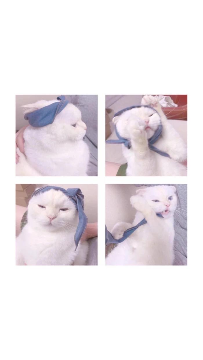 萌物\(//∇//)\之猫猫(^･ｪ･^)