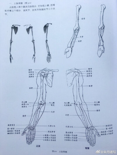 继续分享给有需要的小伙伴们 人物绘画素描速写必学 人体结构 上肢 胳膊 详解知识（出自《艺用人体结构教学》）记得转发和点赞哟 比心