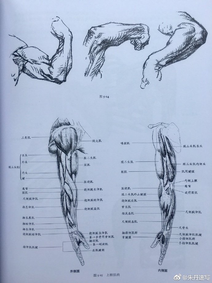 继续分享给有需要的小伙伴们 人物绘画素描速写必学 人体结构 上肢 胳膊 详解知识（出自《艺用人体结构教学》）记得转发和点赞哟 比心