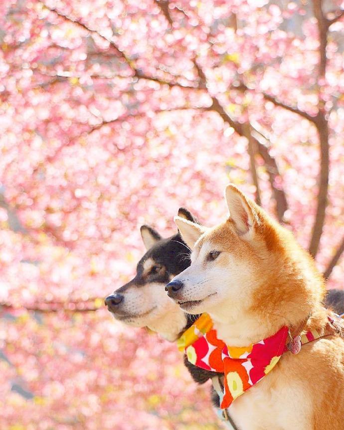 柴犬