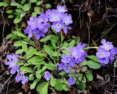 双花报春 Primula diantha