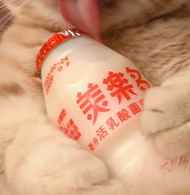 理想成为一只猫咪铲屎官（侵删）