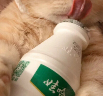 理想成为一只猫咪铲屎官（侵删）