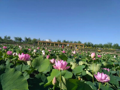 甘肃风光 张掖湿地公园
这里是西北最大的湿地公园之一
春有鸟迁，夏有荷花
秋天芦苇金黄飘荡
冬天雪飘冰封万里
还有西北十分少见的清澈湖泊
大片芦苇荡、葱郁树木和草坪花园
被评为最不像大西北的地方