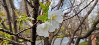 阳春三月，春暖花开，万物复苏，在吉安井冈山大道两旁的樱花开始闹春了，有的含苞欲放、娇柔轻盈，有的花开灿烂、浪漫多姿。花骨朵长得洁白无瑕，冰清玉洁。徜徉在人行道上，春风吹起，樱花飘香，沉醉其中，流连忘返…