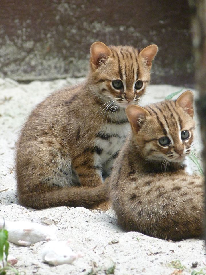 斯里兰卡锈斑猫Sri Lankan rusty-spotted cat (Prionailurus rubiginosus phillipsi)体重仅仅为1.5kg，是世界上最小的猫科动物之一（基本和黑足猫Black-footed cat (Felis nigripes)差不多大，但后者的体重上限更大）图为锈斑猫宝宝。图片来源：FB Zoo Ostrava ve fotografiích