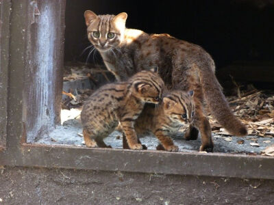 斯里兰卡锈斑猫Sri Lankan rusty-spotted cat (Prionailurus rubiginosus phillipsi)体重仅仅为1.5kg，是世界上最小的猫科动物之一（基本和黑足猫Black-footed cat (Felis nigripes)差不多大，但后者的体重上限更大…