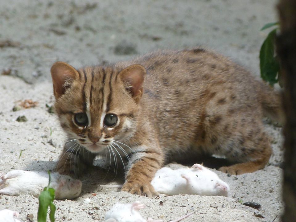 斯里兰卡锈斑猫Sri Lankan rusty-spotted cat (Prionailurus rubiginosus phillipsi)体重仅仅为1.5kg，是世界上最小的猫科动物之一（基本和黑足猫Black-footed cat (Felis nigripes)差不多大，但后者的体重上限更大）图为锈斑猫宝宝。图片来源：FB Zoo Ostrava ve fotografiích