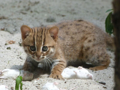 斯里兰卡锈斑猫Sri Lankan rusty-spotted cat (Prionailurus rubiginosus phillipsi)体重仅仅为1.5kg，是世界上最小的猫科动物之一（基本和黑足猫Black-footed cat (Felis nigripes)差不多大，但后者的体重上限更大…