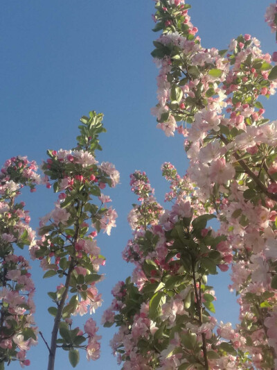 繁花似锦，也似你♡