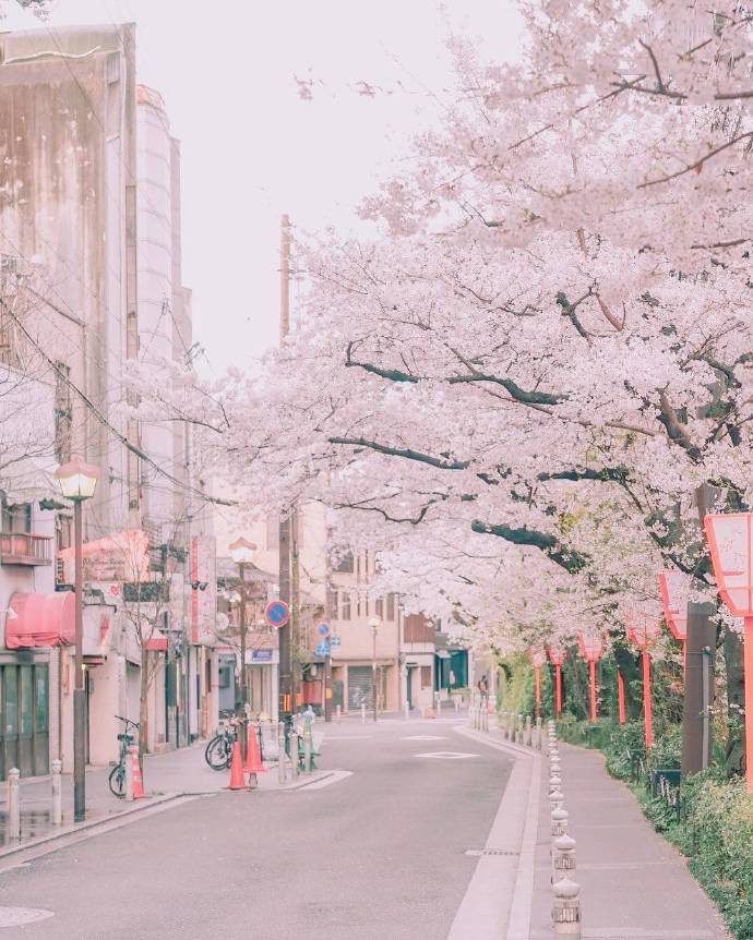 错过秋枫冬雪 便会迎来春天的樱花9壁纸 背景图 樱花 手机 无印 小清新 春天 高清