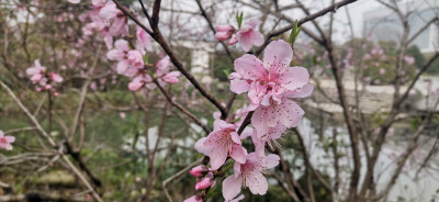 又是一年春草绿，人面桃花相映红。3月11日，在吉安城南市民广场内，桃花迎着春风激情绽放，朵朵桃花就象一个个灿烂的笑容让人陶醉。粉红的花瓣散发着淡淡清香，闻着迷人的花香味，欣赏鲜艳的色彩，让人迷恋其中，欲…