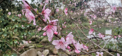 又是一年春草绿，人面桃花相映红。3月11日，在吉安城南市民广场内，桃花迎着春风激情绽放，朵朵桃花就象一个个灿烂的笑容让人陶醉。粉红的花瓣散发着淡淡清香，闻着迷人的花香味，欣赏鲜艳的色彩，让人迷恋其中，欲…