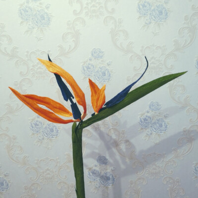 Strelitzia reginae Aiton | 鹤望兰