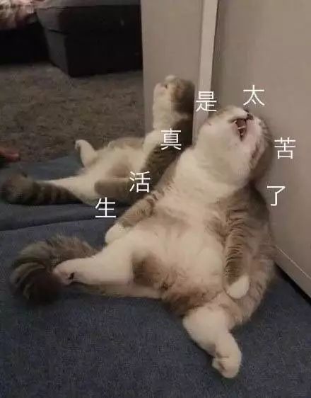 被生活击垮的小猫咪