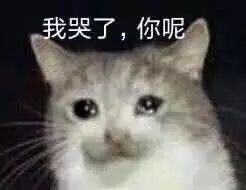 被生活击垮的小猫咪