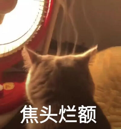 被生活击垮的小猫咪