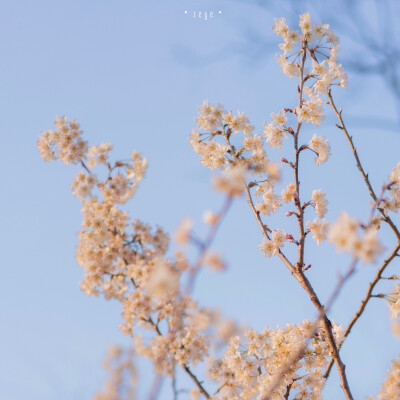 ✨花花温柔少女心手机壁纸 ✨
手机壁纸/风景壁纸/少女心壁纸/锁屏壁纸/可爱壁纸/无水印壁纸/高清壁纸/花 壁纸/温柔壁纸/春天壁纸/聊天背景
来源微博@択野