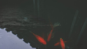 POCO摄影丨壹段青木丨日常摄影丨风景