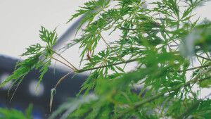 POCO摄影丨壹段青木丨日常摄影丨风景