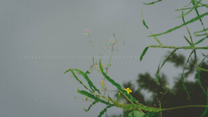 POCO摄影丨壹段青木丨日常摄影丨风景