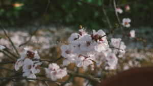 POCO摄影丨壹段青木丨日常摄影丨风景