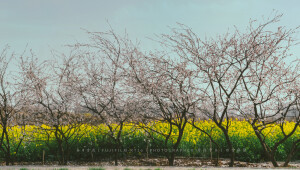 POCO摄影丨壹段青木丨日常摄影丨风景