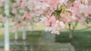 POCO摄影丨壹段青木丨日常摄影丨风景