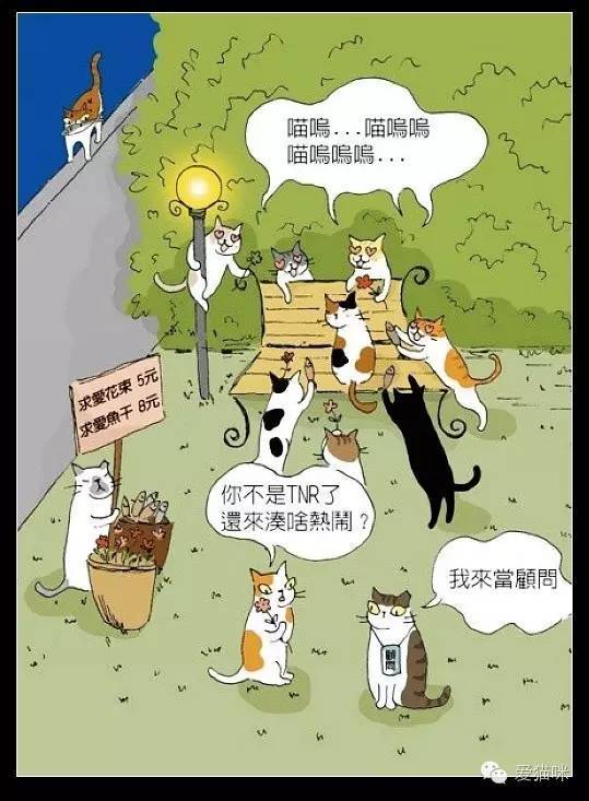 猫小姐的光阴笔记