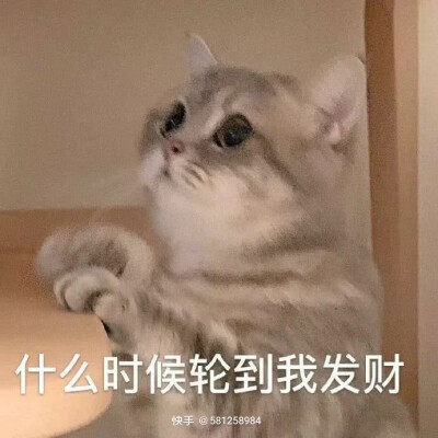 小猫咪