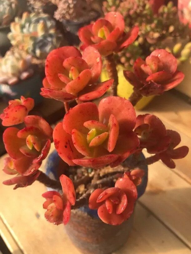 红梅 Echeveria Multicalulis 'Ginmei Tennyo'