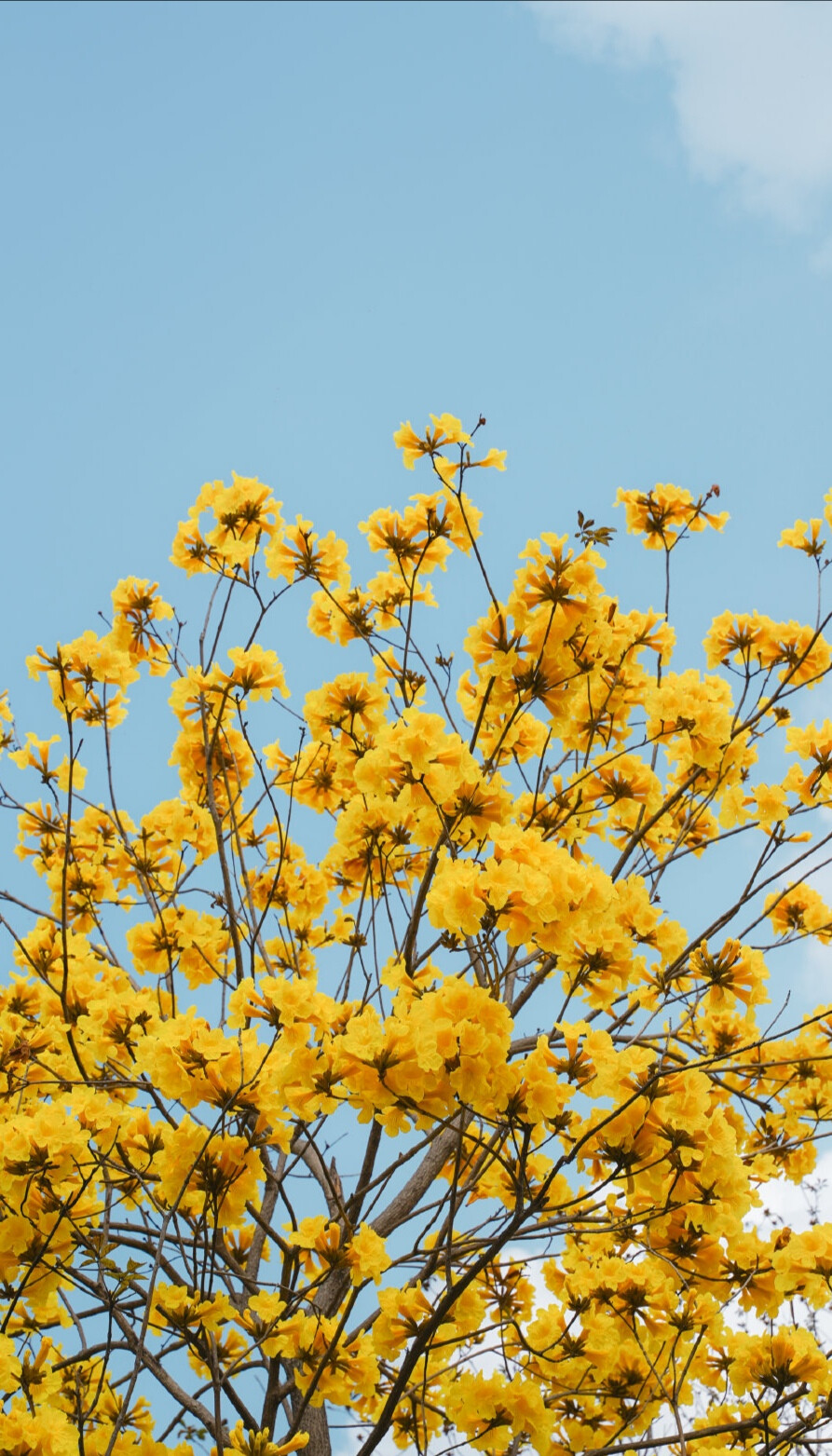 小黄花