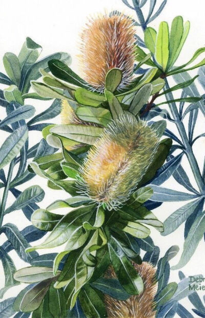 水彩画家 Debra Meier 植物绘画作品 | www.etsy.com/shop/DebraMeierArt