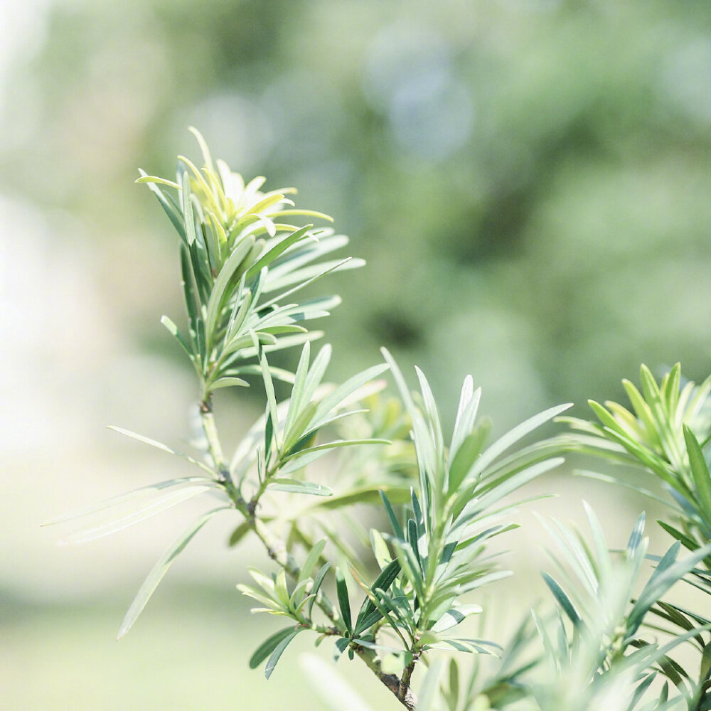 绿色植物