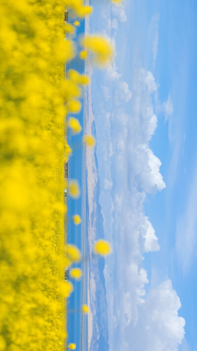 油菜花