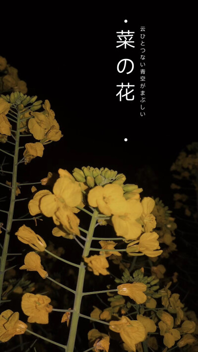 你见过夜晚的油菜花吗