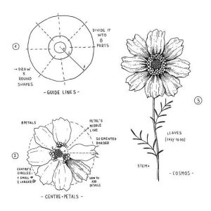 花卉绘画步骤