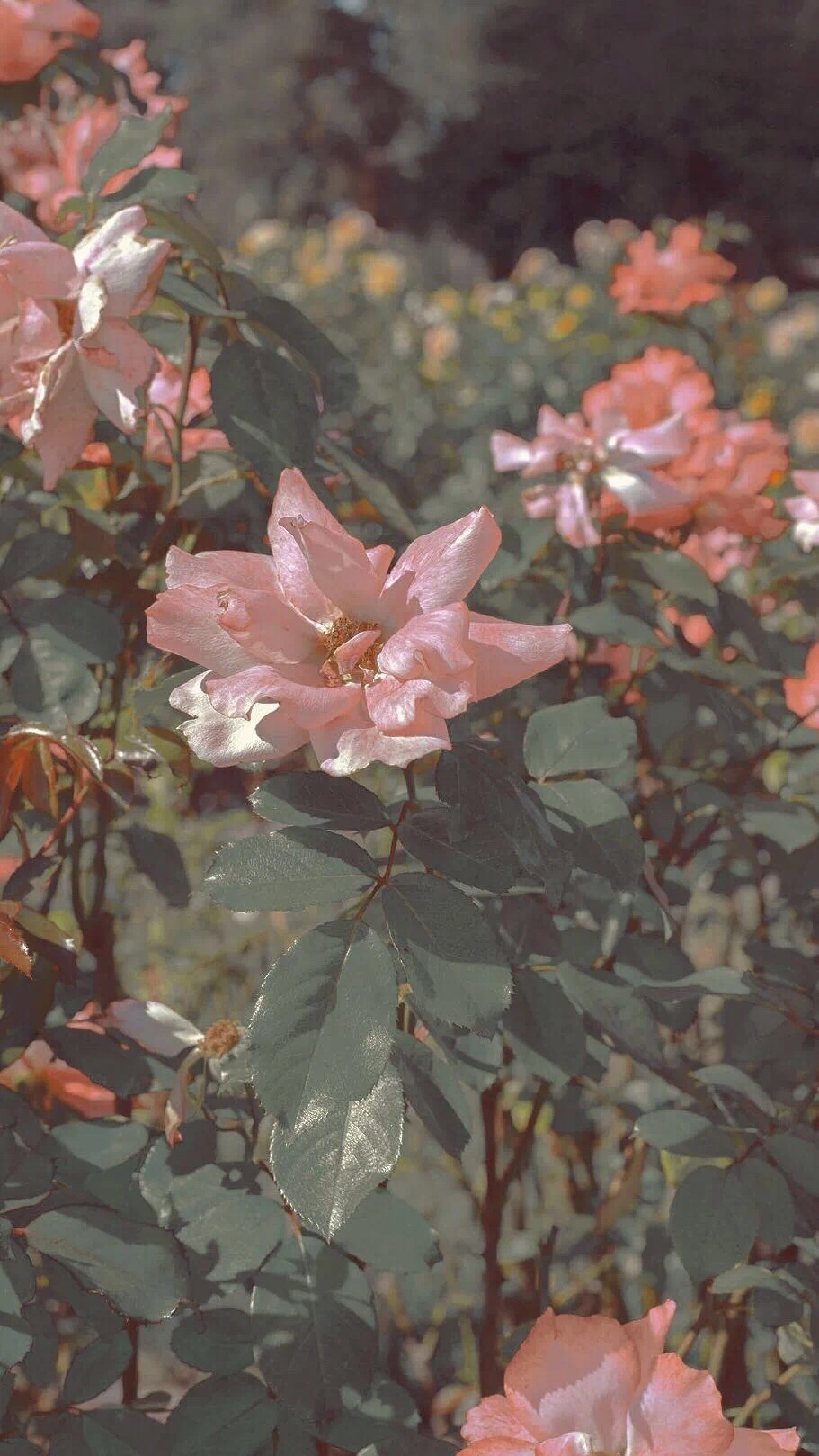 手机壁纸，风景，花