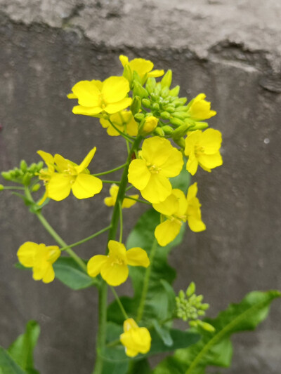 油菜花